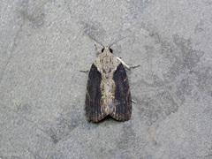 Etanna breviuscula