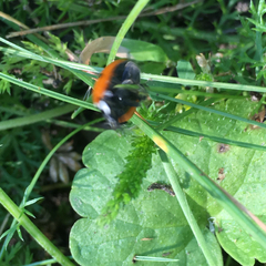 Coccinella septempunctata