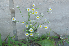 Erigeron annuus