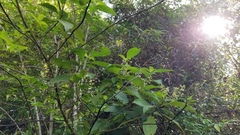 Palicourea mortoniana