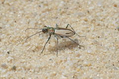 Cicindela limbata