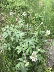 Hydrophyllum occidentale
