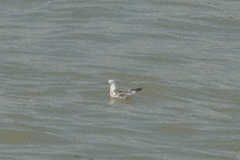 Chroicocephalus ridibundus