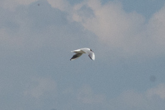 Chroicocephalus ridibundus