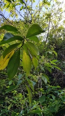 Palicourea mortoniana