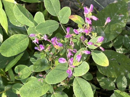 Image of Lespedeza frutescens by (c) Sara DeAngelis, some rights reserved (CC BY-SA)