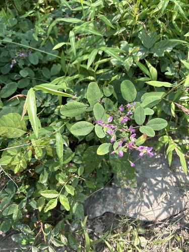 Image of Lespedeza frutescens by (c) Sara DeAngelis, some rights reserved (CC BY-SA)