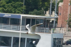 Chroicocephalus ridibundus