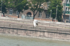 Chroicocephalus ridibundus