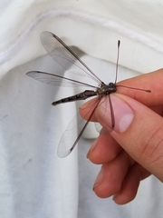Ascaloptynx appendiculata