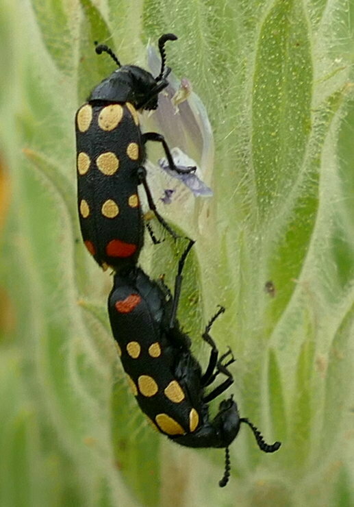 Ceroctis aliena
