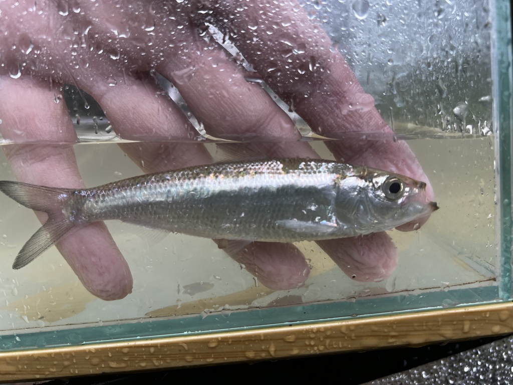 Photo of a Skipjack Herring