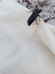 Archodontes melanopus