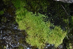 Brachythecium frigidum