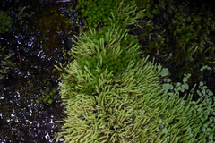 Brachythecium frigidum