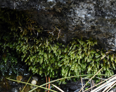 Brachythecium frigidum