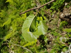 Dryocosmus kuriphilus