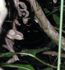Ptiloris victoriae
