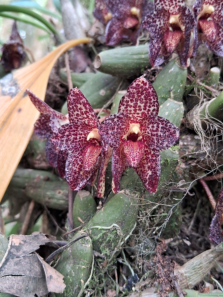 Bulbophyllum obrienianum