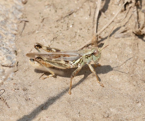 Migratory Grasshopper photo 6