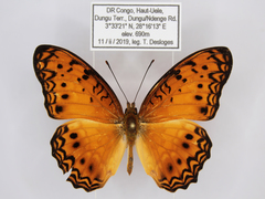 Phalanta eurytis eurytis