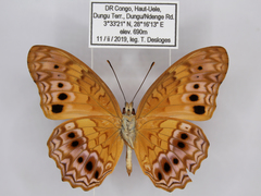 Phalanta eurytis eurytis