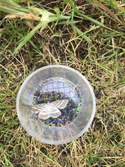 Perconia strigillaria