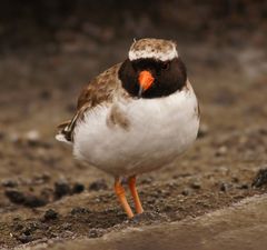 Thinornis novaeseelandiae