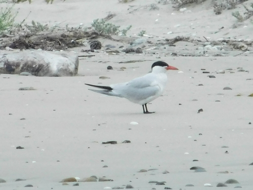 iNaturalist observation photo of Caspian Tern
