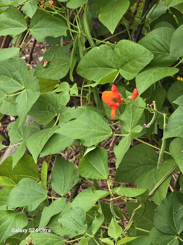 Image of Runner Bean (Phaseolus coccineus) by no rights reserved