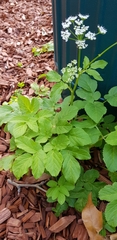 Aegopodium