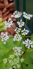 Aegopodium