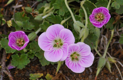 Geranium traversii