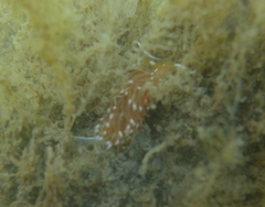 Sakuraeolis enosimensis