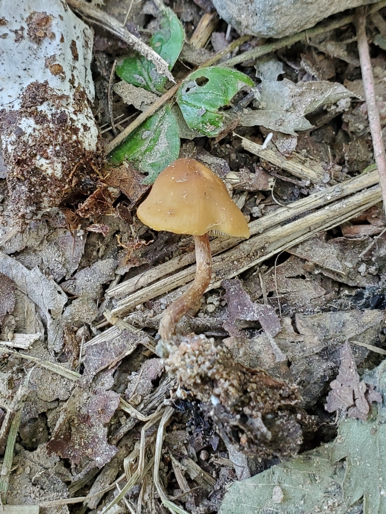 Hypholoma squalidellum