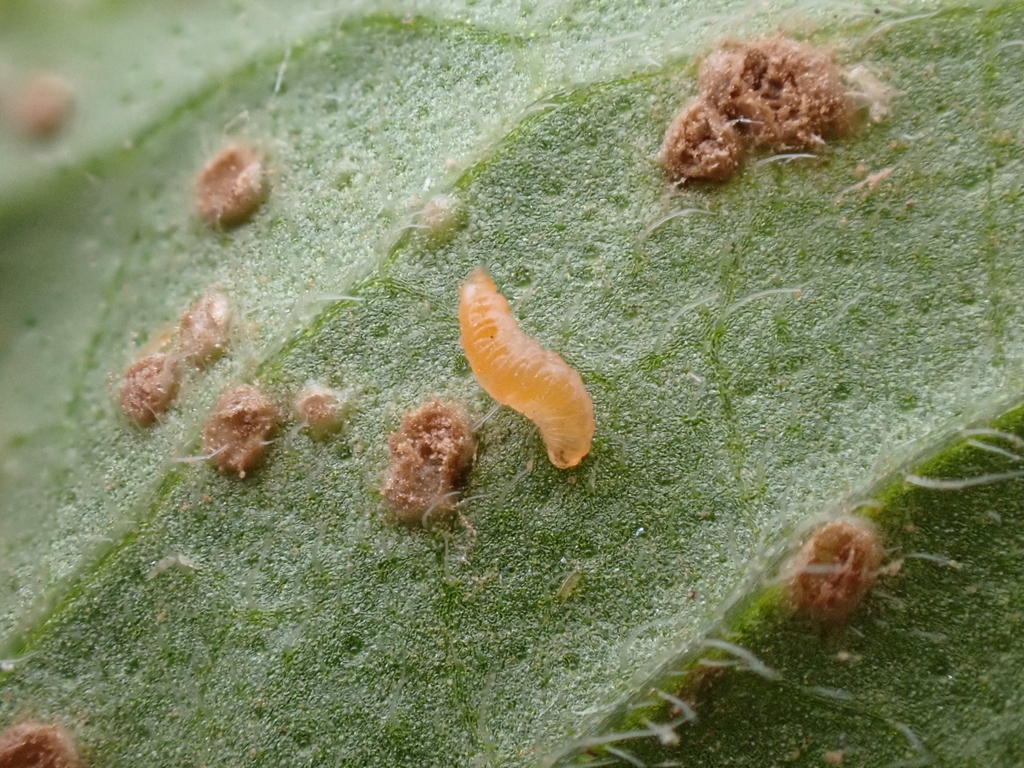 Mycodiplosis sphaerothecae