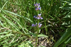 Penstemon rydbergii