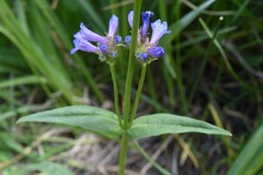 Penstemon rydbergii