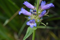 Penstemon rydbergii