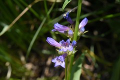 Penstemon rydbergii