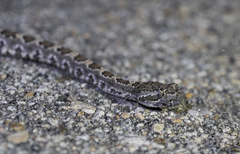 Crotalus stephensi