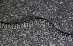 Crotalus stephensi