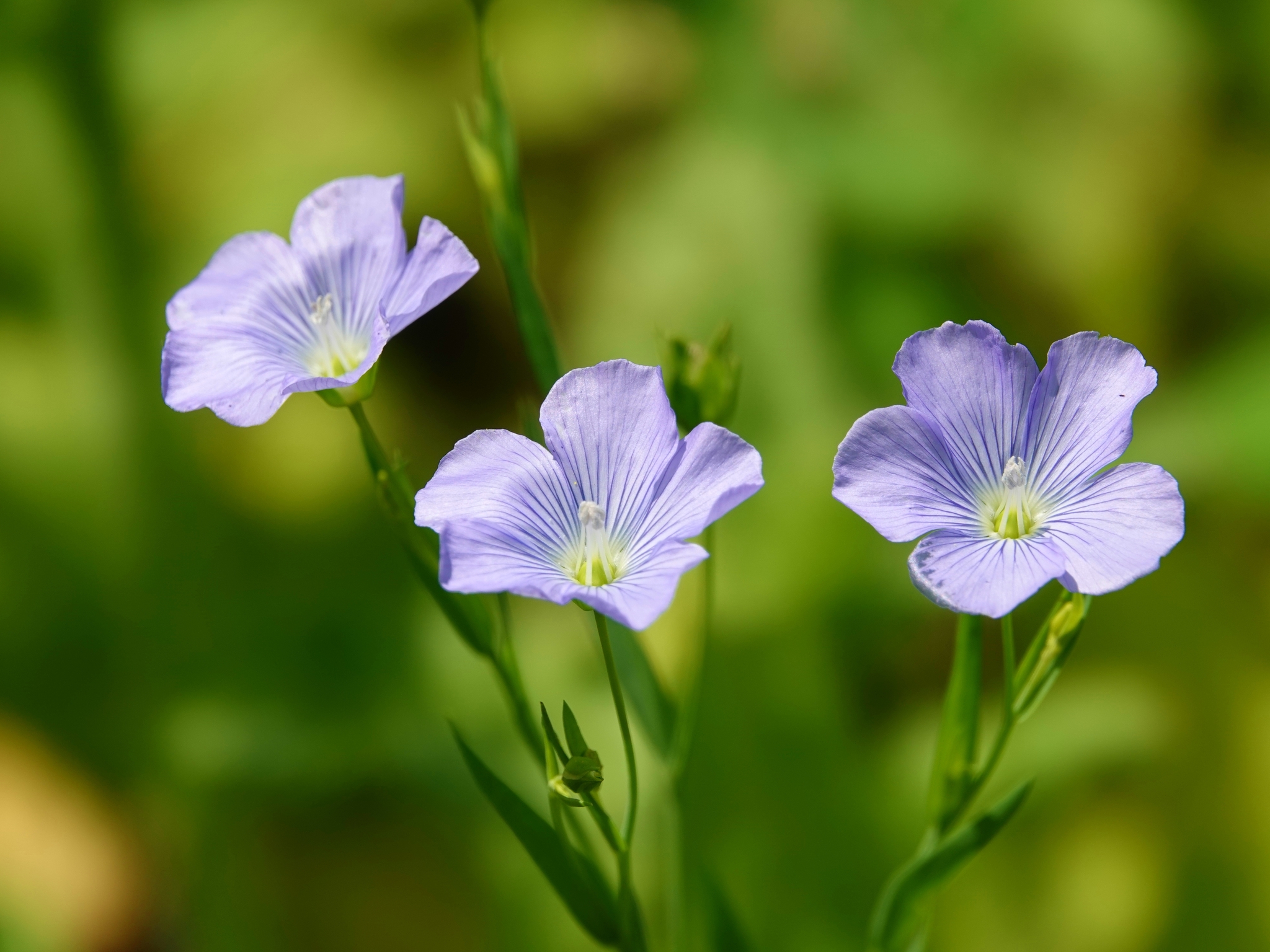 Linum usitatissimum