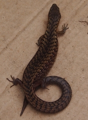 Elgaria coerulea coerulea