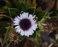 Macrolearia chathamica