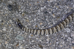 Crotalus stephensi