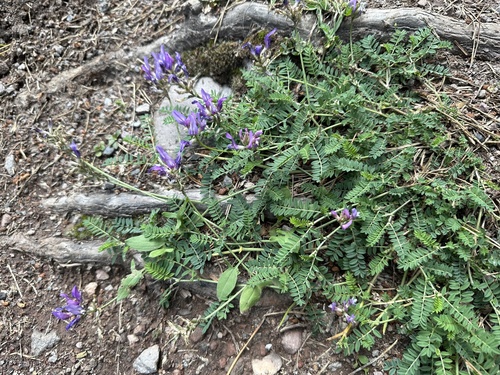 kozinec vičencovitý (Astragalus onobrychis)