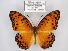 Phalanta eurytis eurytis