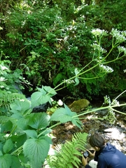 Valeriana pyrenaica
