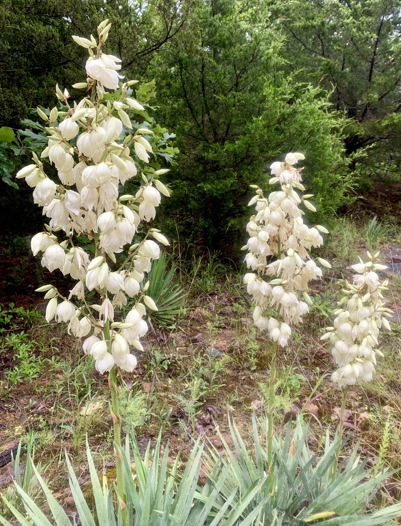 common yucca